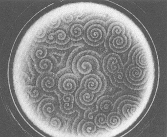 image: 45_home_faure_enseignement_Systemes_dynamiques____Colonies_Dictyostelium_discoideum_BALL_1994.jpg